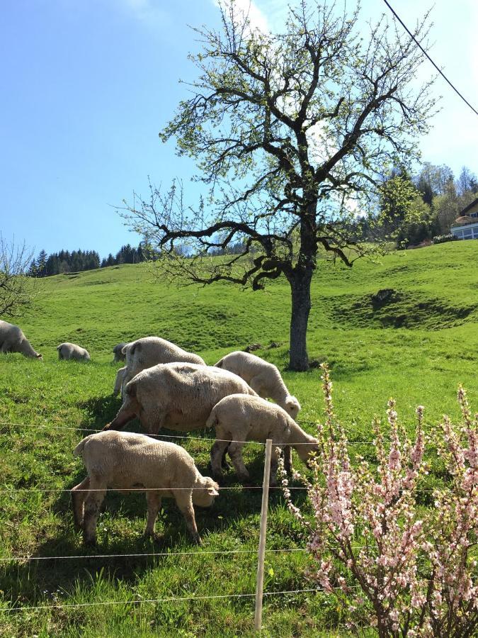 Mountain Peace In The Heart Of Switzerland Emmetten